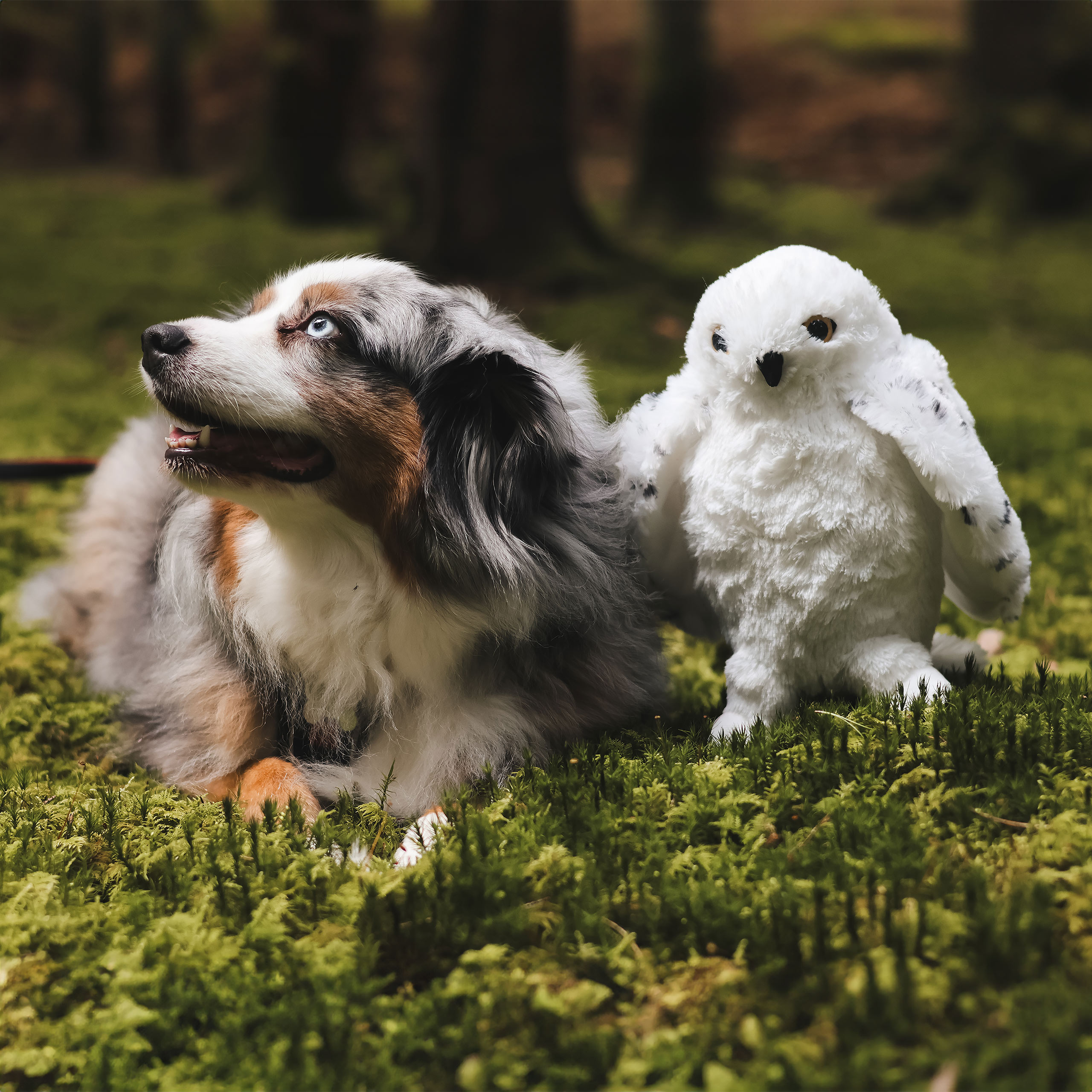 Hedwig met open vleugels pluche figuur 28 cm - Harry Potter