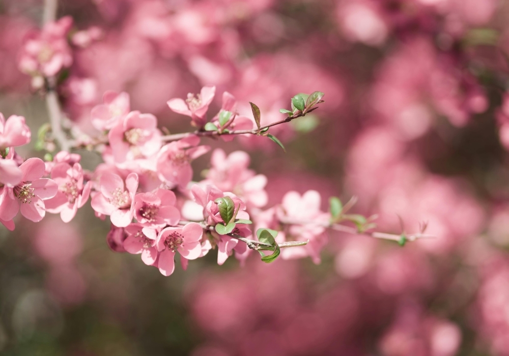 Rama con dRama con delicadas flores rosas de primavera, fondo rosa desenfocado.elicadas flores rosas de primavera, fondo rosa desenfocado.