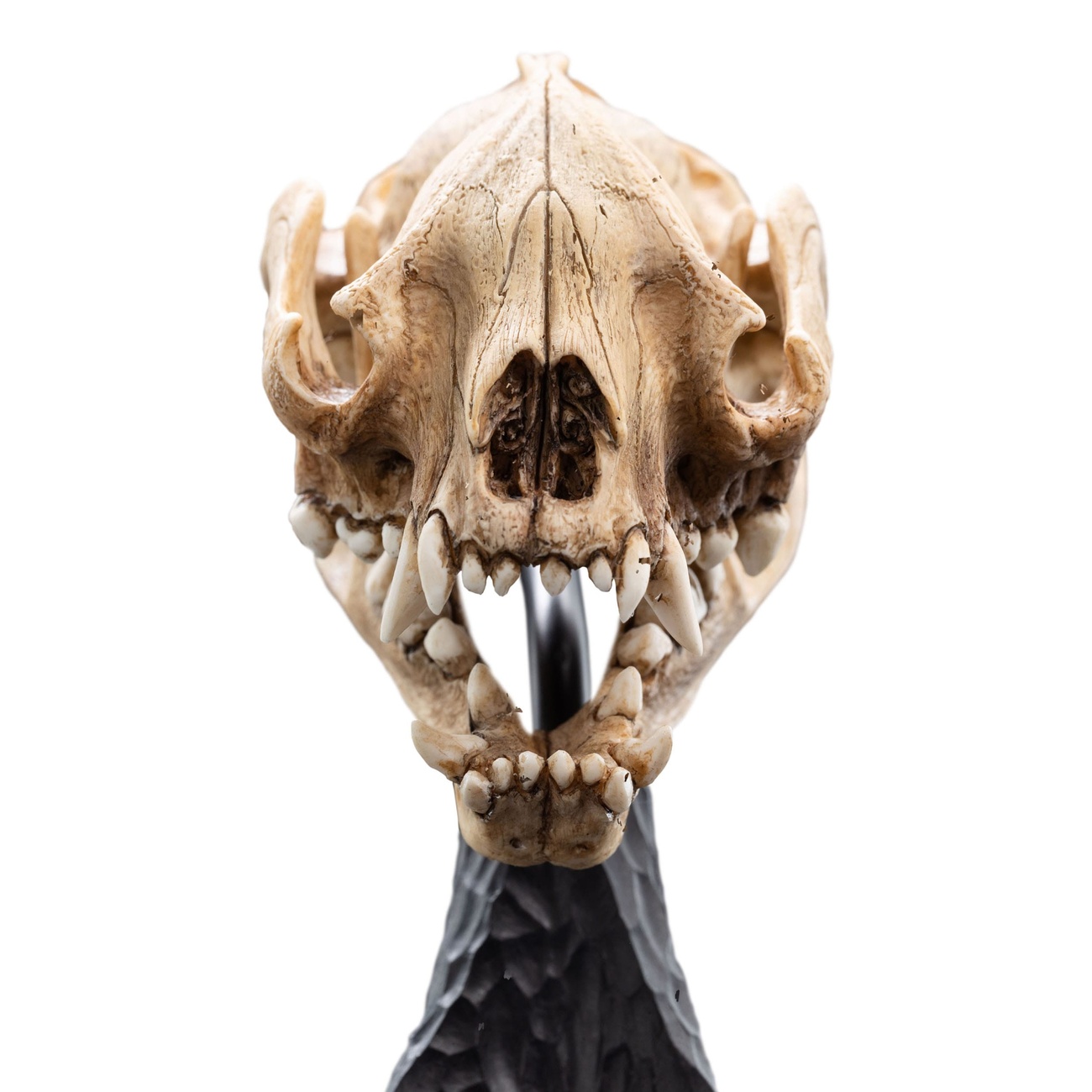 Herr der Ringe Mini Statue Skull of a Warg 20 cm