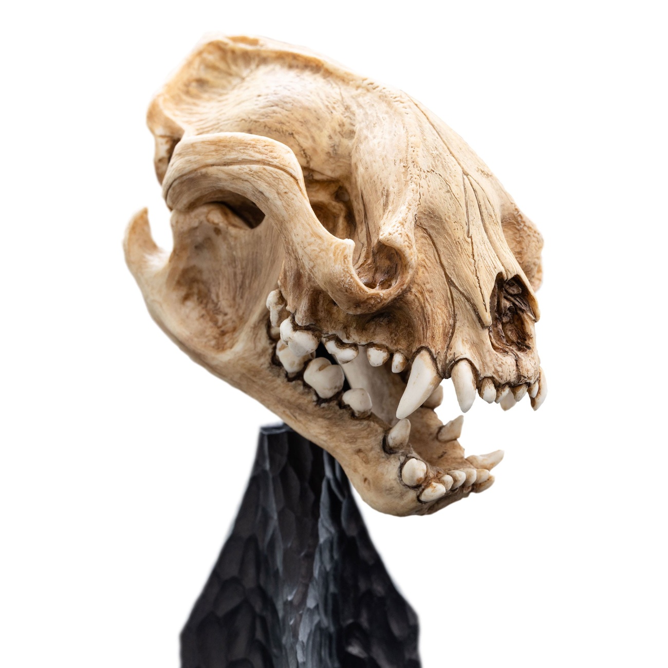 Herr der Ringe Mini Statue Skull of a Warg 20 cm
