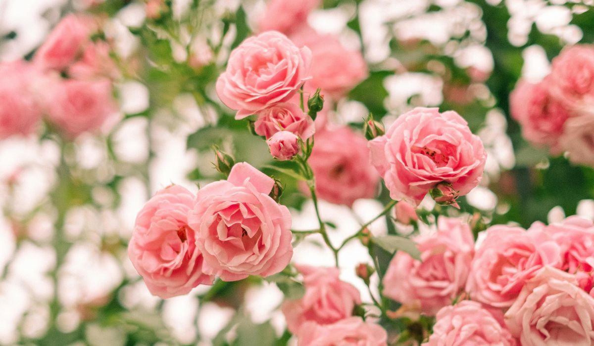Pink rose blossoms on a flowering bush against a bright background, creating a romantic and elegant atmosphere.
