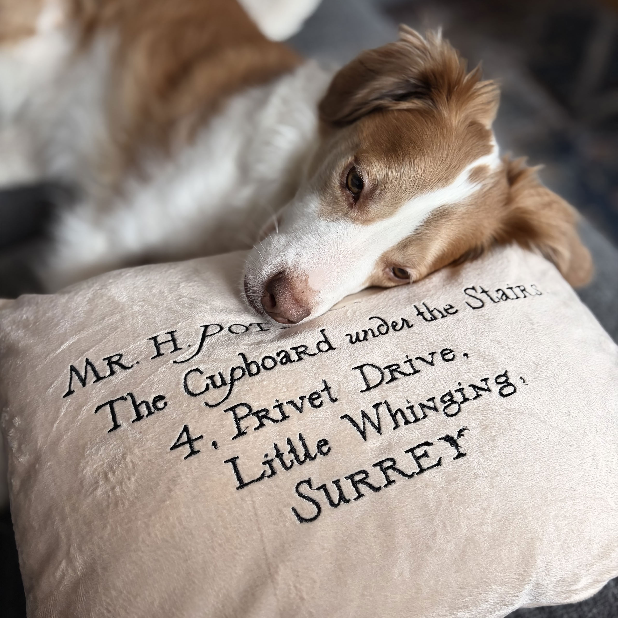 Harry Potter - Cuscino Lettera di Hogwarts