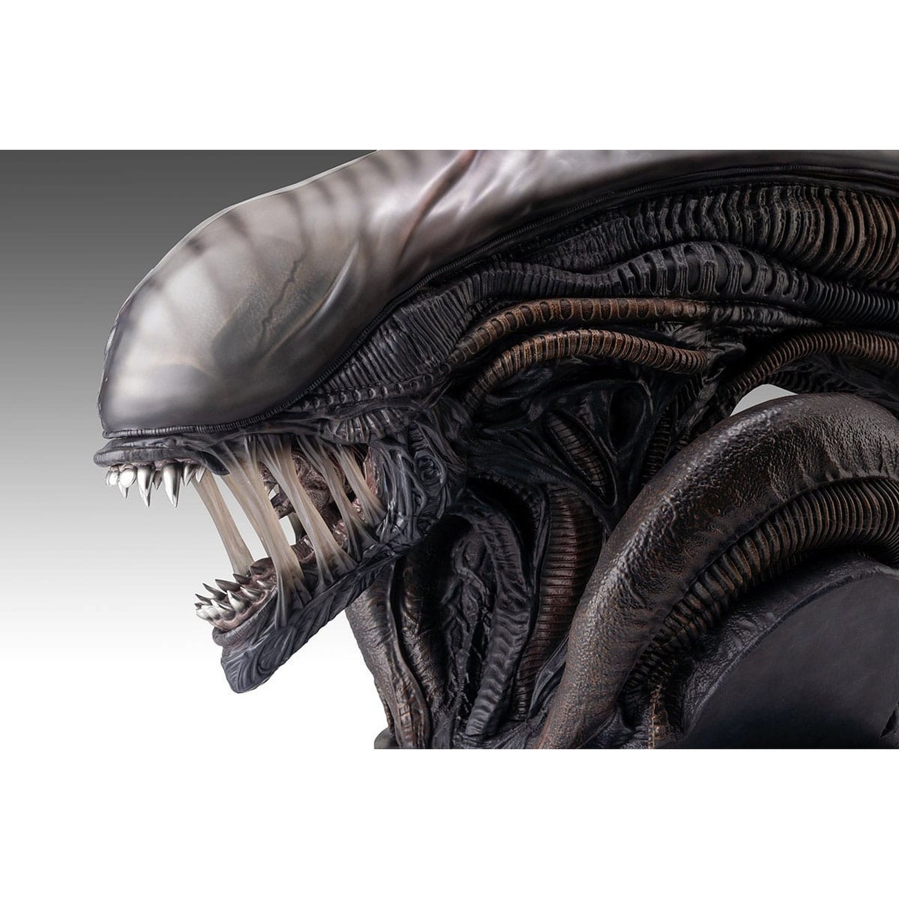 Alien Romulus Bust 1/1 Xenomorph 53 cm | Elbenwald